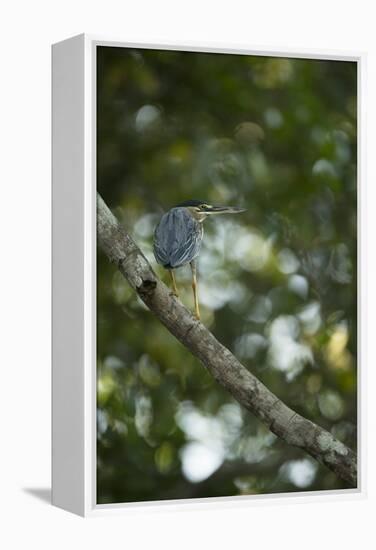 Striated Heron-Joe McDonald-Framed Premier Image Canvas