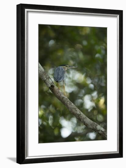 Striated Heron-Joe McDonald-Framed Photographic Print