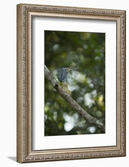 Striated Heron-Joe McDonald-Framed Photographic Print