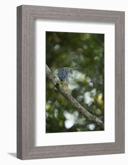 Striated Heron-Joe McDonald-Framed Photographic Print