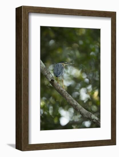 Striated Heron-Joe McDonald-Framed Photographic Print