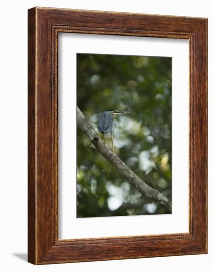 Striated Heron-Joe McDonald-Framed Photographic Print