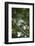 Striated Heron-Joe McDonald-Framed Photographic Print