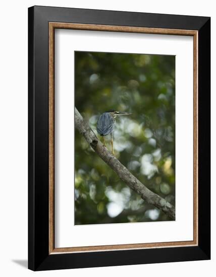 Striated Heron-Joe McDonald-Framed Photographic Print