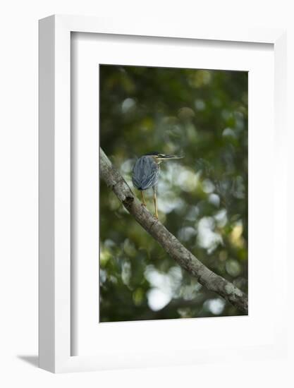 Striated Heron-Joe McDonald-Framed Photographic Print