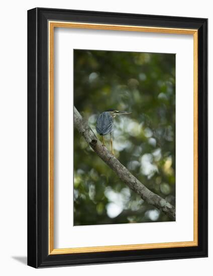Striated Heron-Joe McDonald-Framed Photographic Print