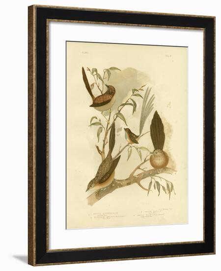 Striated Wren, 1891-Gracius Broinowski-Framed Giclee Print