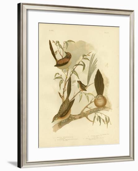 Striated Wren, 1891-Gracius Broinowski-Framed Giclee Print