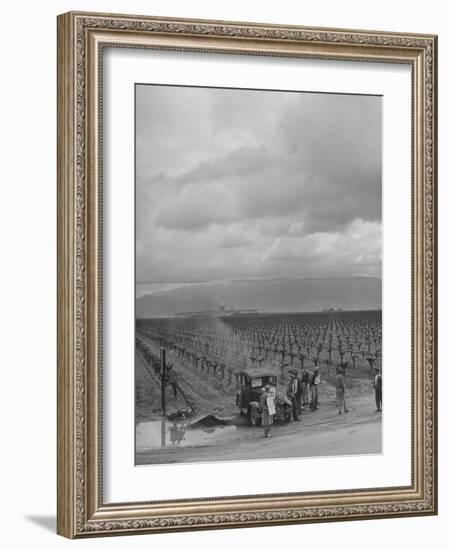 Strike at Digiorgio Fruit Farm in California's Central Valley by Af of L National Farm Labor Union-null-Framed Photographic Print