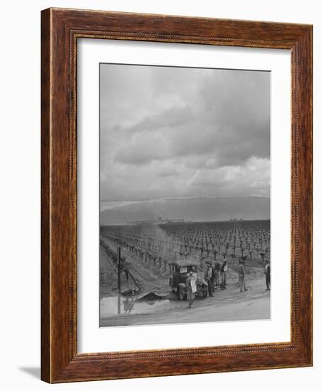 Strike at Digiorgio Fruit Farm in California's Central Valley by Af of L National Farm Labor Union-null-Framed Photographic Print