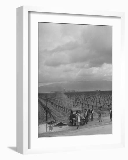 Strike at Digiorgio Fruit Farm in California's Central Valley by Af of L National Farm Labor Union-null-Framed Photographic Print