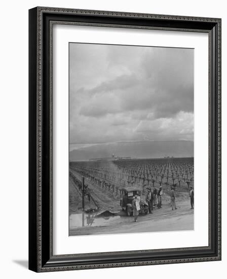 Strike at Digiorgio Fruit Farm in California's Central Valley by Af of L National Farm Labor Union-null-Framed Photographic Print