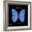 Striking Butterfly I-Ginny Joyner-Framed Art Print