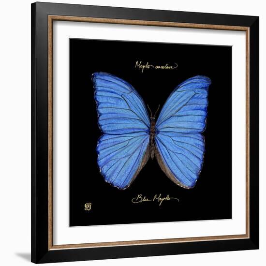 Striking Butterfly I-Ginny Joyner-Framed Art Print