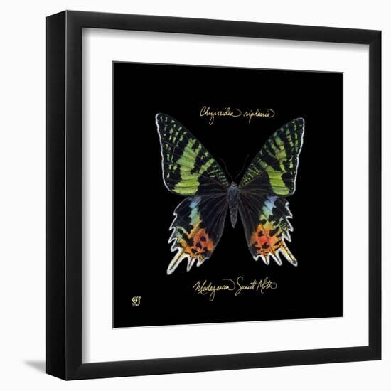 Striking Butterfly II-Ginny Joyner-Framed Art Print