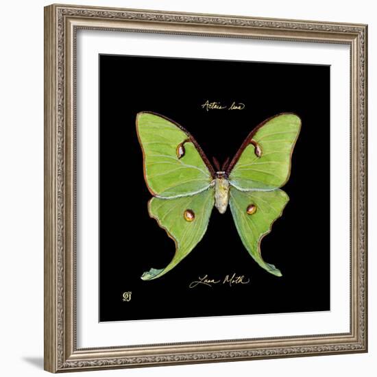 Striking Butterfly IV-Ginny Joyner-Framed Art Print