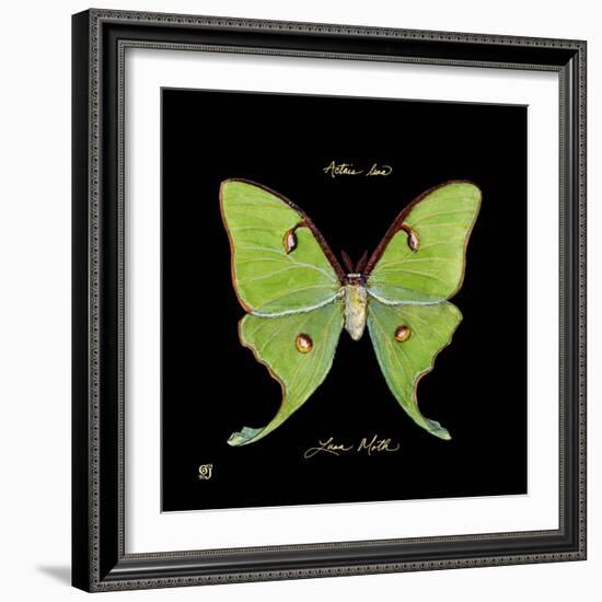 Striking Butterfly IV-Ginny Joyner-Framed Art Print