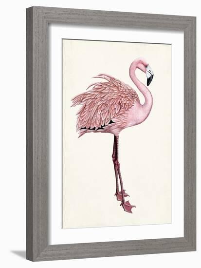 Striking Flamingo I-Naomi McCavitt-Framed Art Print