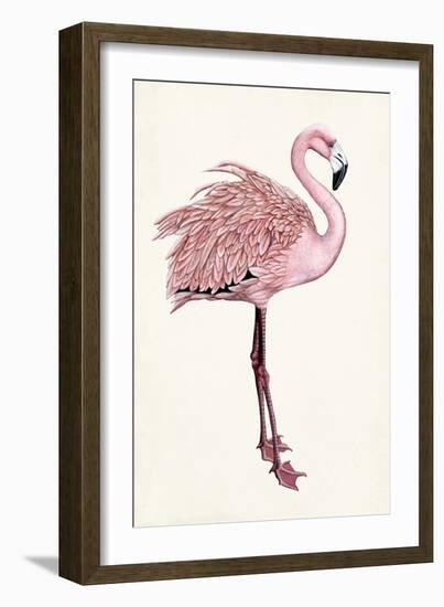 Striking Flamingo I-Naomi McCavitt-Framed Art Print