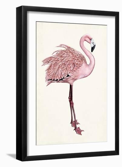 Striking Flamingo I-Naomi McCavitt-Framed Art Print