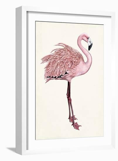 Striking Flamingo I-Naomi McCavitt-Framed Art Print