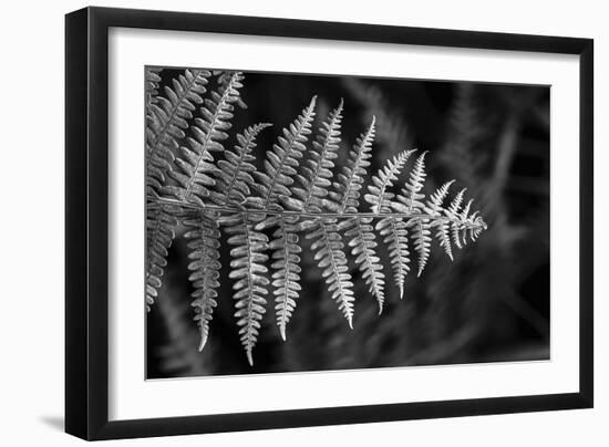 Striking Frond - Thrive-Alan Copson-Framed Giclee Print