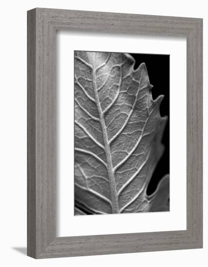 Striking Leaf II-Renée Stramel-Framed Photographic Print