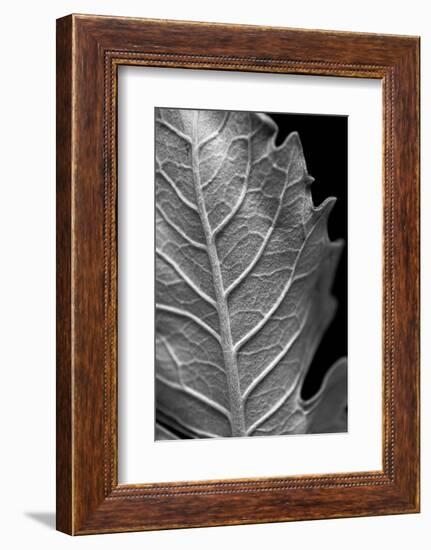 Striking Leaf II-Renée Stramel-Framed Photographic Print