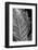 Striking Leaf II-Renée Stramel-Framed Photographic Print