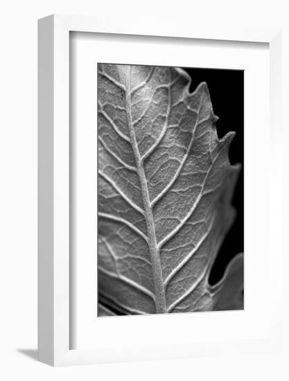 Striking Leaf II-Renée Stramel-Framed Photographic Print