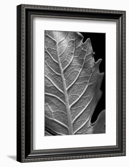 Striking Leaf II-Renée Stramel-Framed Photographic Print