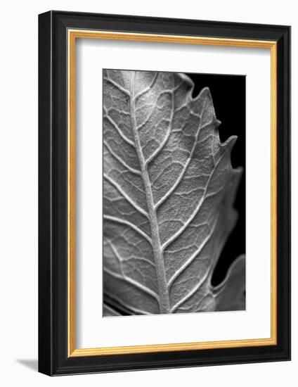 Striking Leaf II-Renée Stramel-Framed Photographic Print