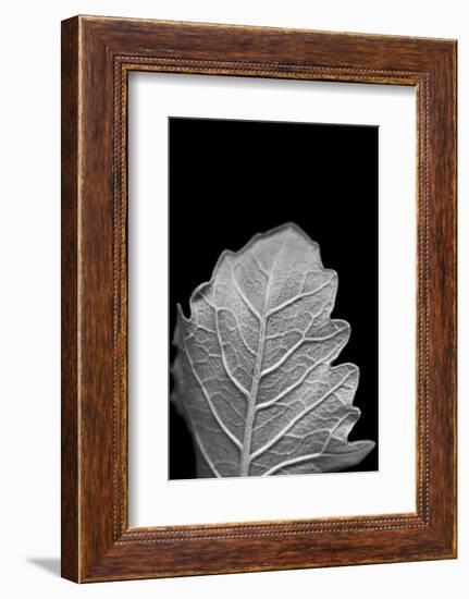 Striking Leaf III-Renée Stramel-Framed Photographic Print