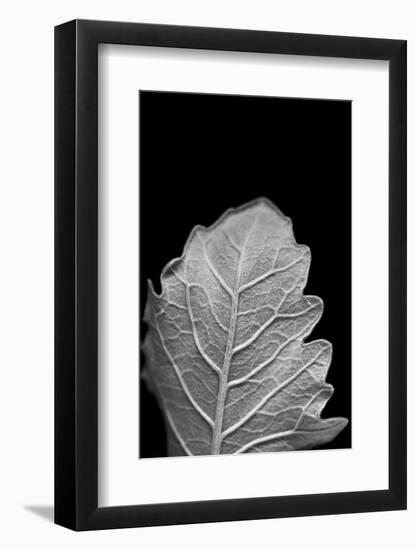 Striking Leaf III-Renée Stramel-Framed Photographic Print