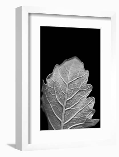 Striking Leaf III-Renée Stramel-Framed Photographic Print