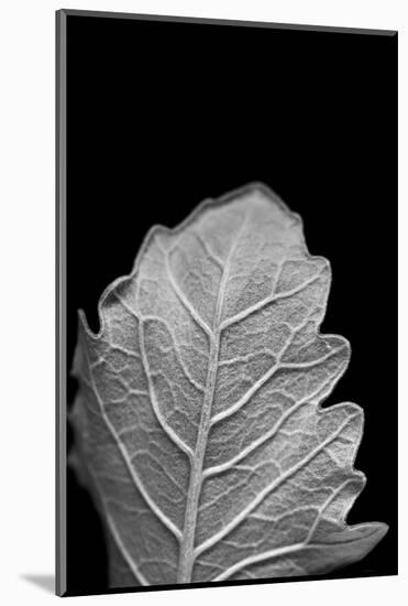 Striking Leaf III-Renée Stramel-Mounted Photographic Print