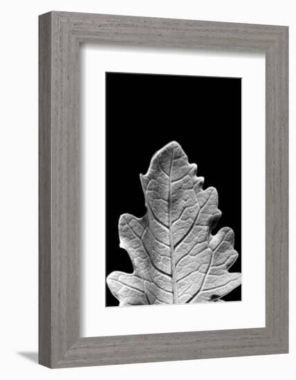Striking Leaf IV-Renée Stramel-Framed Photographic Print