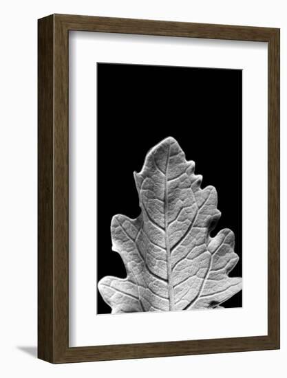 Striking Leaf IV-Renée Stramel-Framed Photographic Print