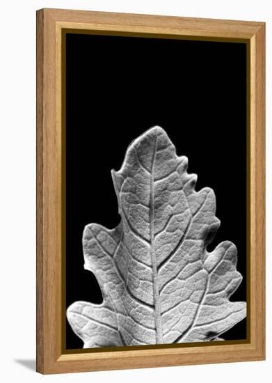 Striking Leaf IV-Renée Stramel-Framed Premier Image Canvas