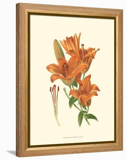 Striking Lilies II-Edward Step-Framed Stretched Canvas