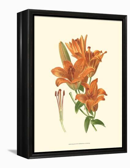Striking Lilies II-Edward Step-Framed Stretched Canvas
