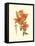Striking Lilies II-Edward Step-Framed Stretched Canvas