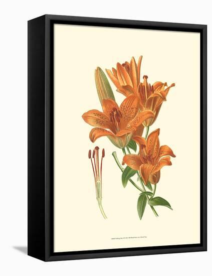 Striking Lilies II-Edward Step-Framed Stretched Canvas