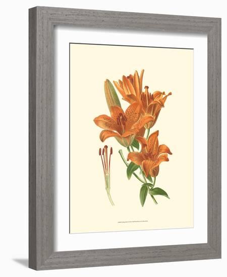 Striking Lilies II-Edward Step-Framed Art Print