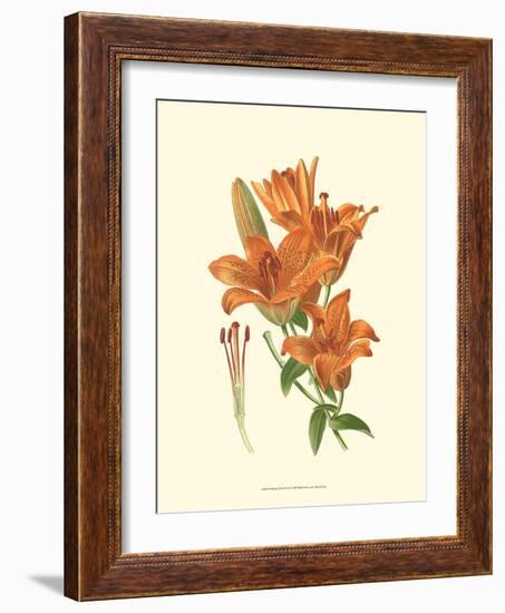 Striking Lilies II-Edward Step-Framed Art Print