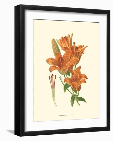 Striking Lilies II-Edward Step-Framed Art Print