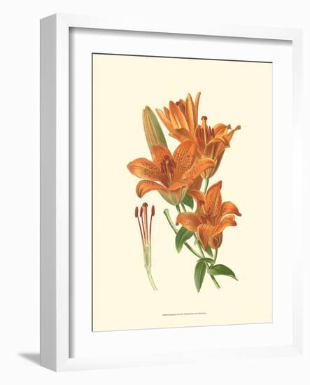 Striking Lilies II-Edward Step-Framed Art Print