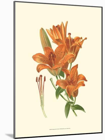 Striking Lilies II-Edward Step-Mounted Art Print