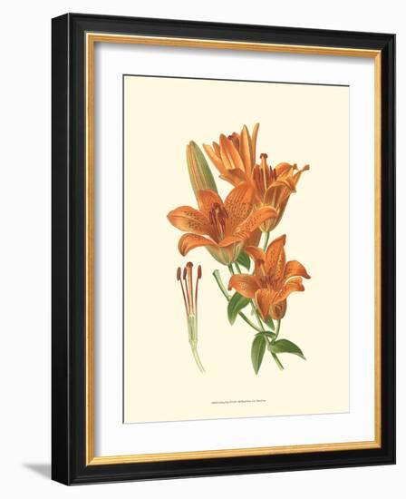 Striking Lilies II-Edward Step-Framed Art Print