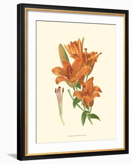 Striking Lilies II-Edward Step-Framed Art Print